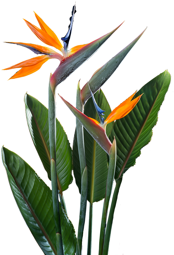 Sam Riviere, Author Of 81 Austerities - Festival (600x899), Png Download