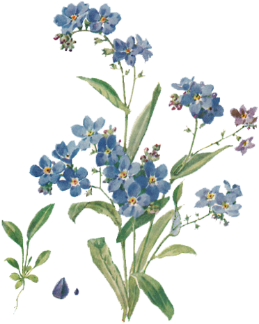29 Images About Måla On We Heart It - Forget Me Not Botanical Illustration (500x508), Png Download