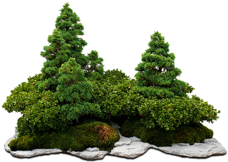 Bonsai Bonsai Tree Green Tree The Stones C - Free Hd Bonsai Png (510x340), Png Download