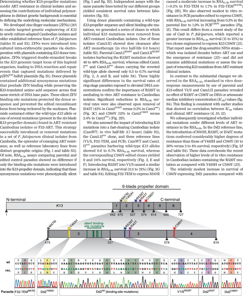 Genetic Modification Of The K13 Propeller Domain - Mutation (850x1035), Png Download