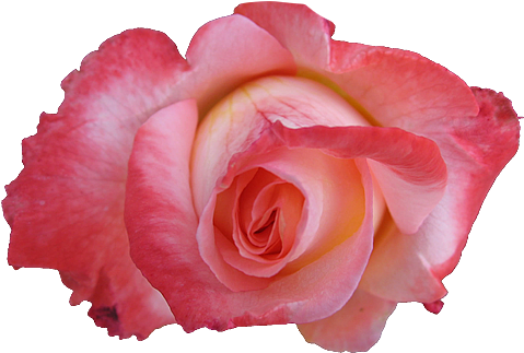 Beautiful Nature Images Roses Wallpaper And Background - Pink Rose Icons (500x374), Png Download