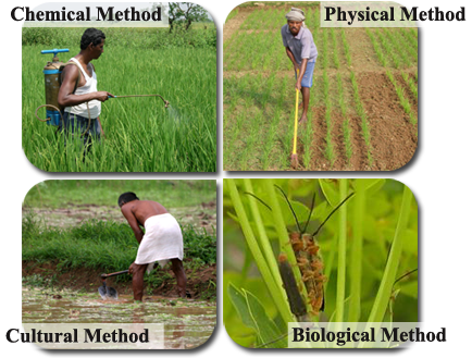 Weed Control Methods - Cultural Method Of Weed Control (436x343), Png Download