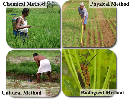 Download Weed Control Methods - Cultural Method Of Weed Control PNG Image with No Background - PNGkey.com