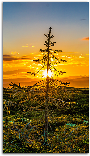 Midsomer Mobile Wallpaper Big (485x550), Png Download