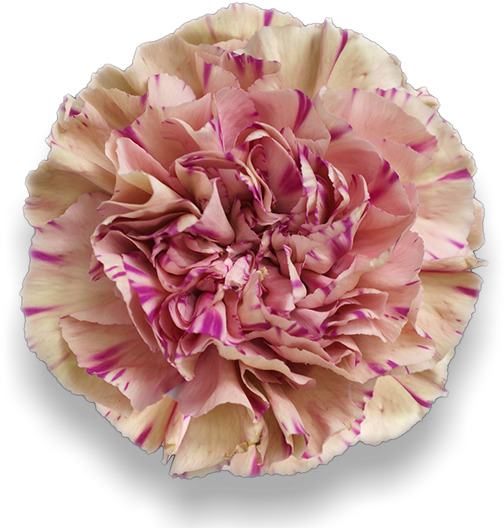 Antigua - Carnation (652x532), Png Download