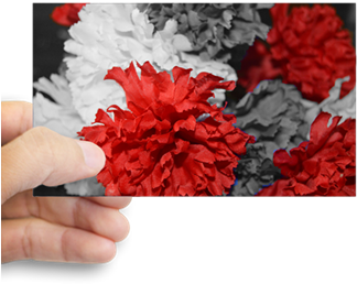 Color Splash Red Carnations Decal - Carnation (350x350), Png Download