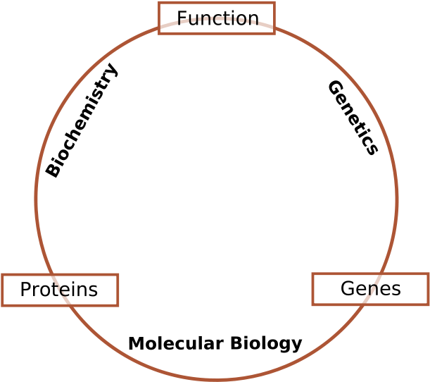 Molecular Biology Is The Branch Of Biology That Deals - Biochemistry Molecular Biology And Genetics (621x600), Png Download