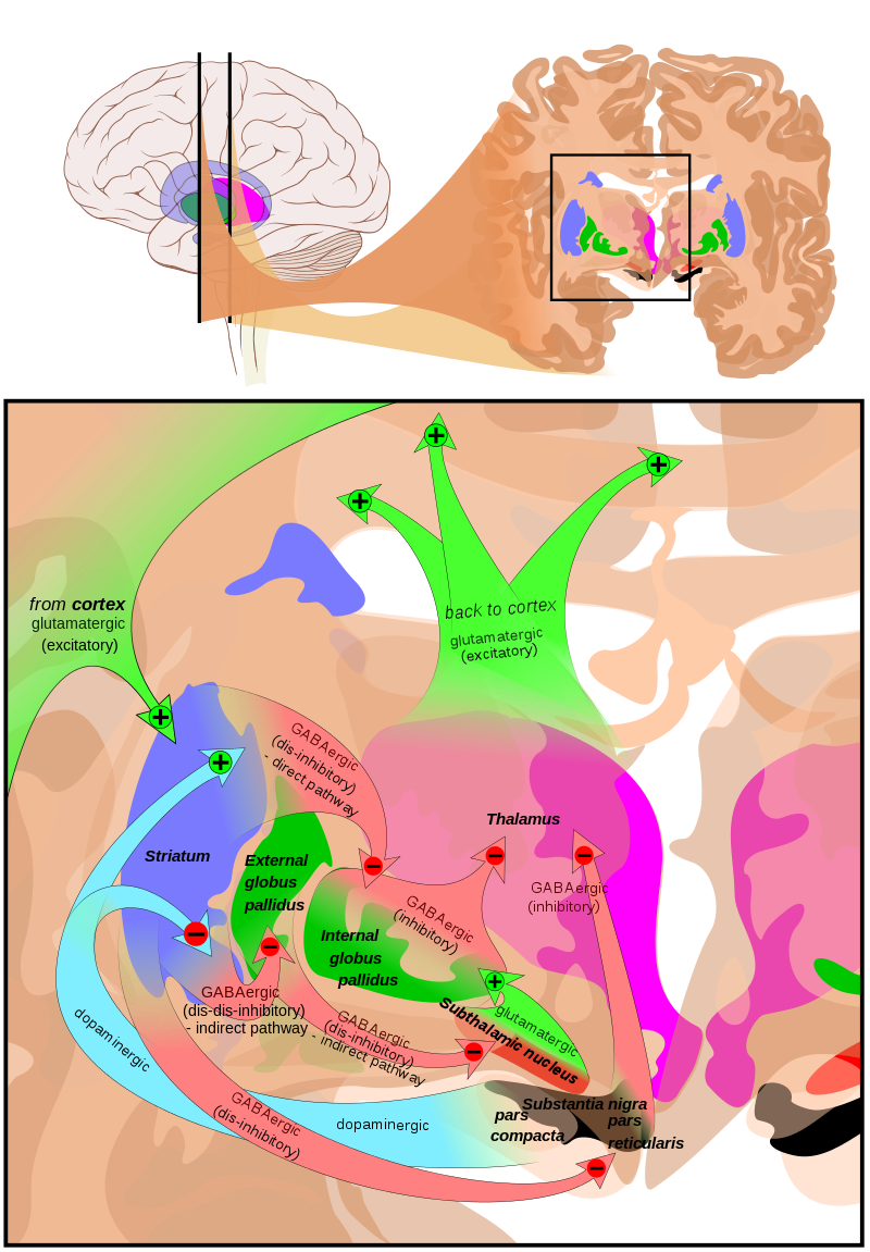 At The Top, A Line Drawing Of A Side View Of The Human - Basal Ganglia Circuits (800x1151), Png Download