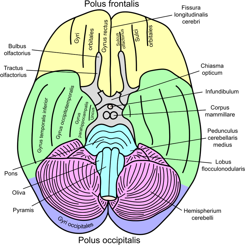 Basal View Of A Human Brain - Gehirn Basal (864x864), Png Download