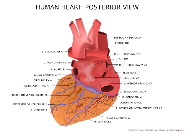 Heart Facts - Anatomie Hart Latijns (640x452), Png Download