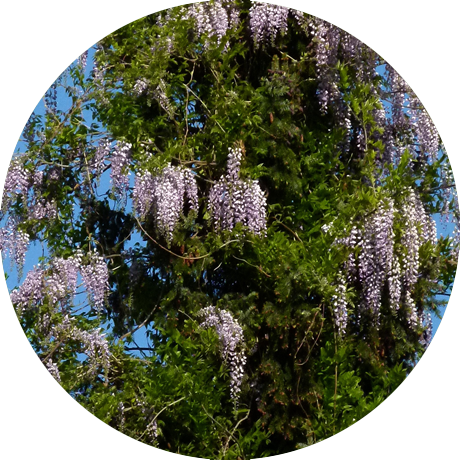 Wisteria (460x460), Png Download