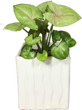 Arrowhead Plant Purifies The Air - Laughingplants (354x413), Png Download