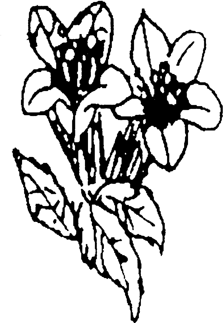 Creating A Wildlife Garden - Wildlife Garden (800x1190), Png Download