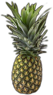 Grass Transparent Png Sticker - First The Spiritual Then The Natural Fruit (500x400), Png Download