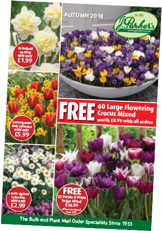 Request A Catalogue - Purple Blend Tulip Mixture (400x479), Png Download