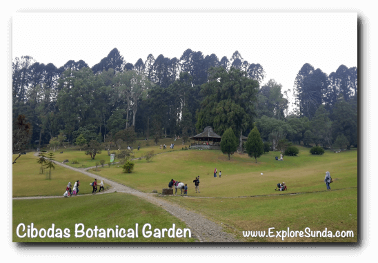 Big Pond With Equally Huge Lawn, The Center Of Activity - Cibodas Botanical Garden (548x381), Png Download