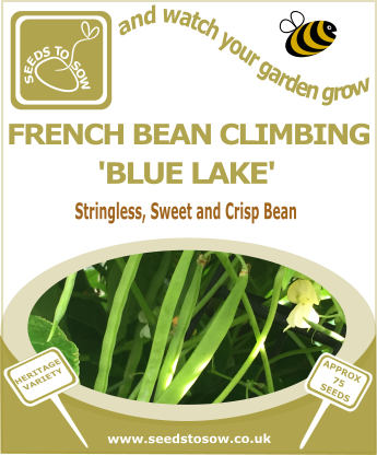 French Bean Climbing Blue Lake - Broccoli Purple Sprouting Early (345x416), Png Download
