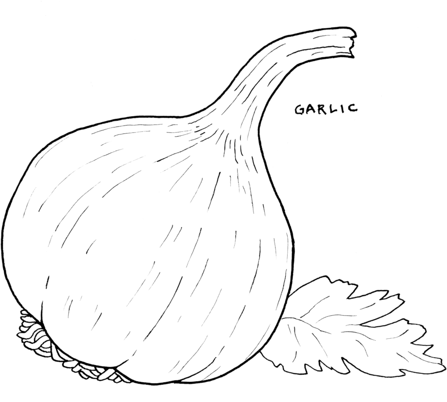 Garlic - Garlic Drawing Png (1000x837), Png Download