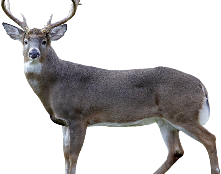 Metro Train Hits Deer In Pg County, Causes Delays On - Train (986x555), Png Download