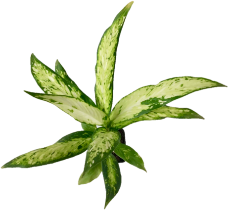 Dieffenbachia 'leopard Lily' Indoor Plant - Plants (480x464), Png Download
