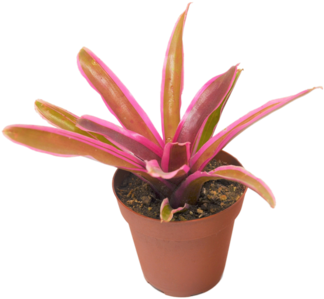 Bromeliad Plants (480x318), Png Download