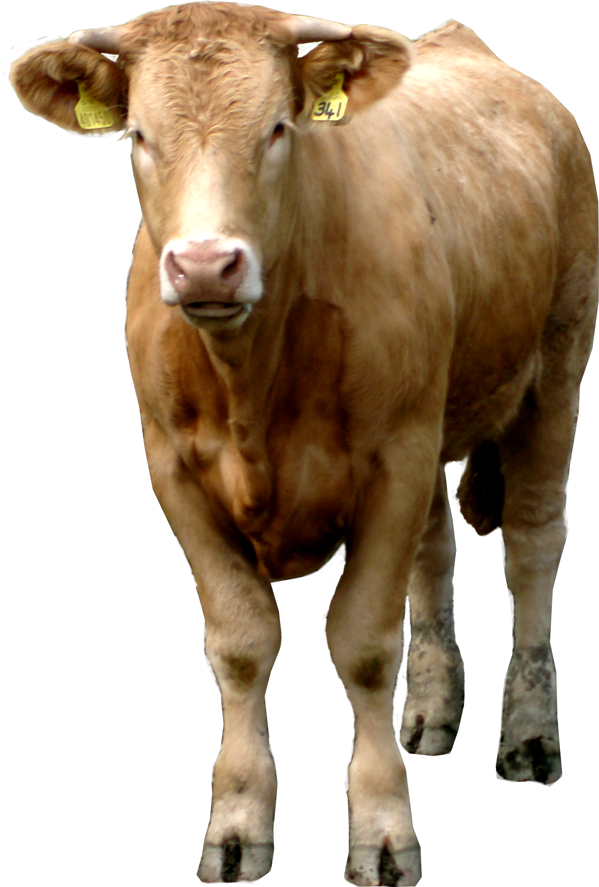 Free Cow Png Images - Cow Transparent (1722x2073), Png Download