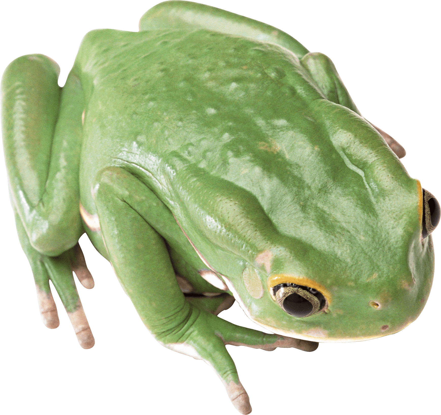 Green Frog Png (1734x1632), Png Download