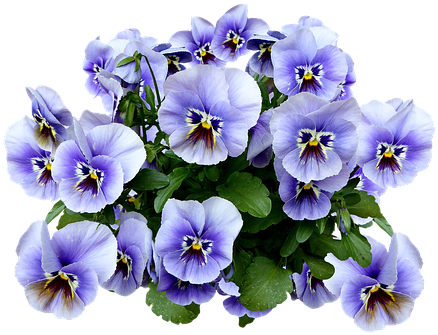 Pansies Png (449x340), Png Download
