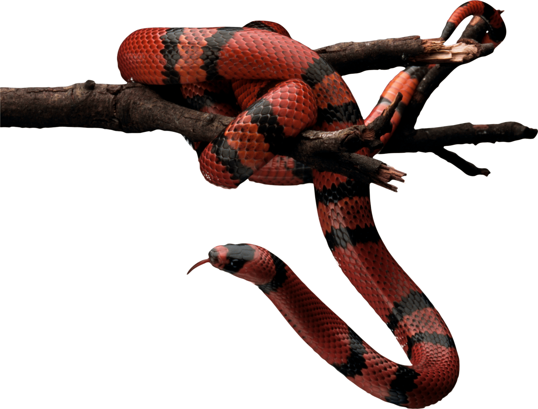 The Snake, The Scorpion And The Eagle - Snake Png (1877x1429), Png Download