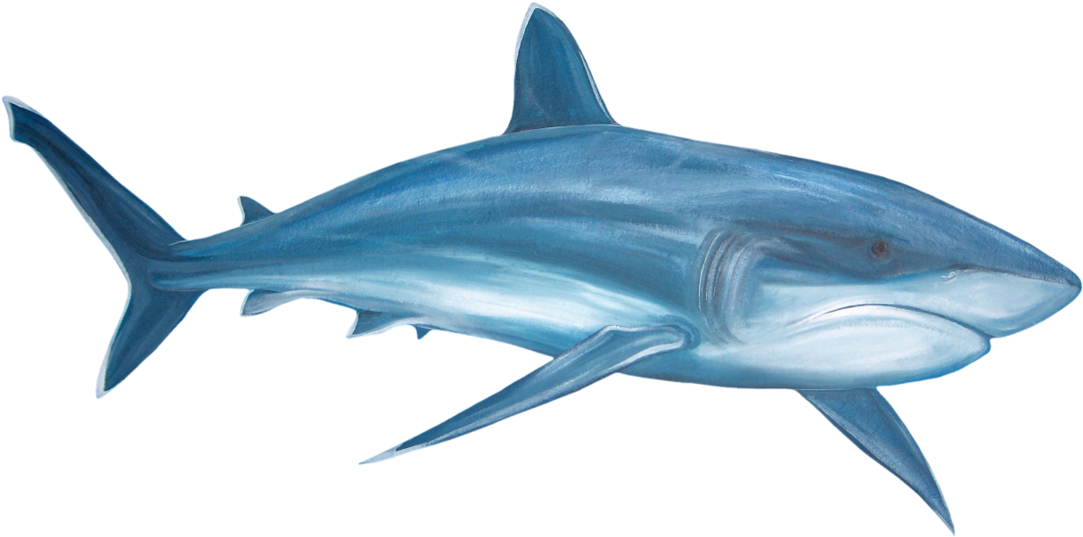 Shark Transparent Png Pictures - Png Transparent (1218x610), Png Download