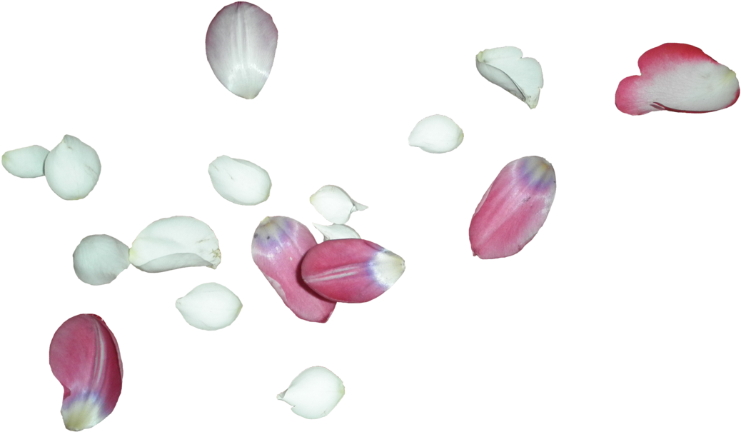Download White Rose Petals Png White Flower Petal Png PNG Image with