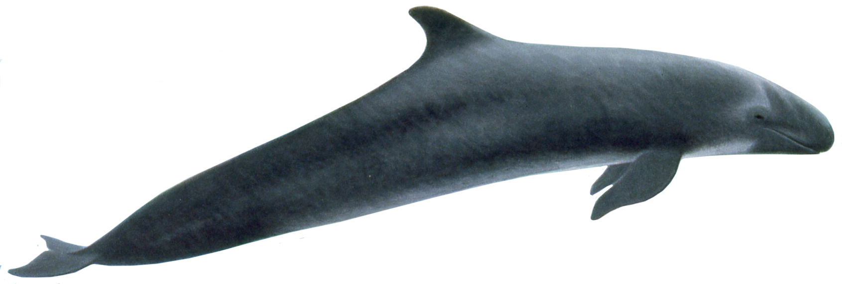 Whale Png Clipart Black And White - False Killer Whale Flipper (1691x572), Png Download