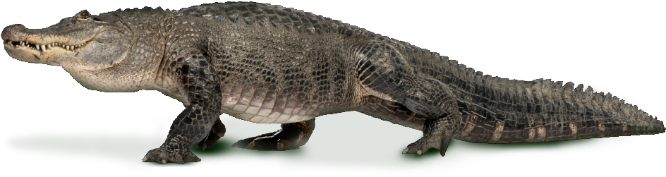 See Alligators In Fort Lauderdale Florida - Cushion Co - Alligator Pillow 16" X 12" (953x256), Png Download