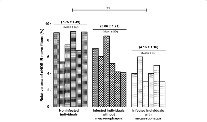 Inner Muscle Layer Of Esophagus From Noninfected Individuals, - Seminiferous Tubule (850x502), Png Download