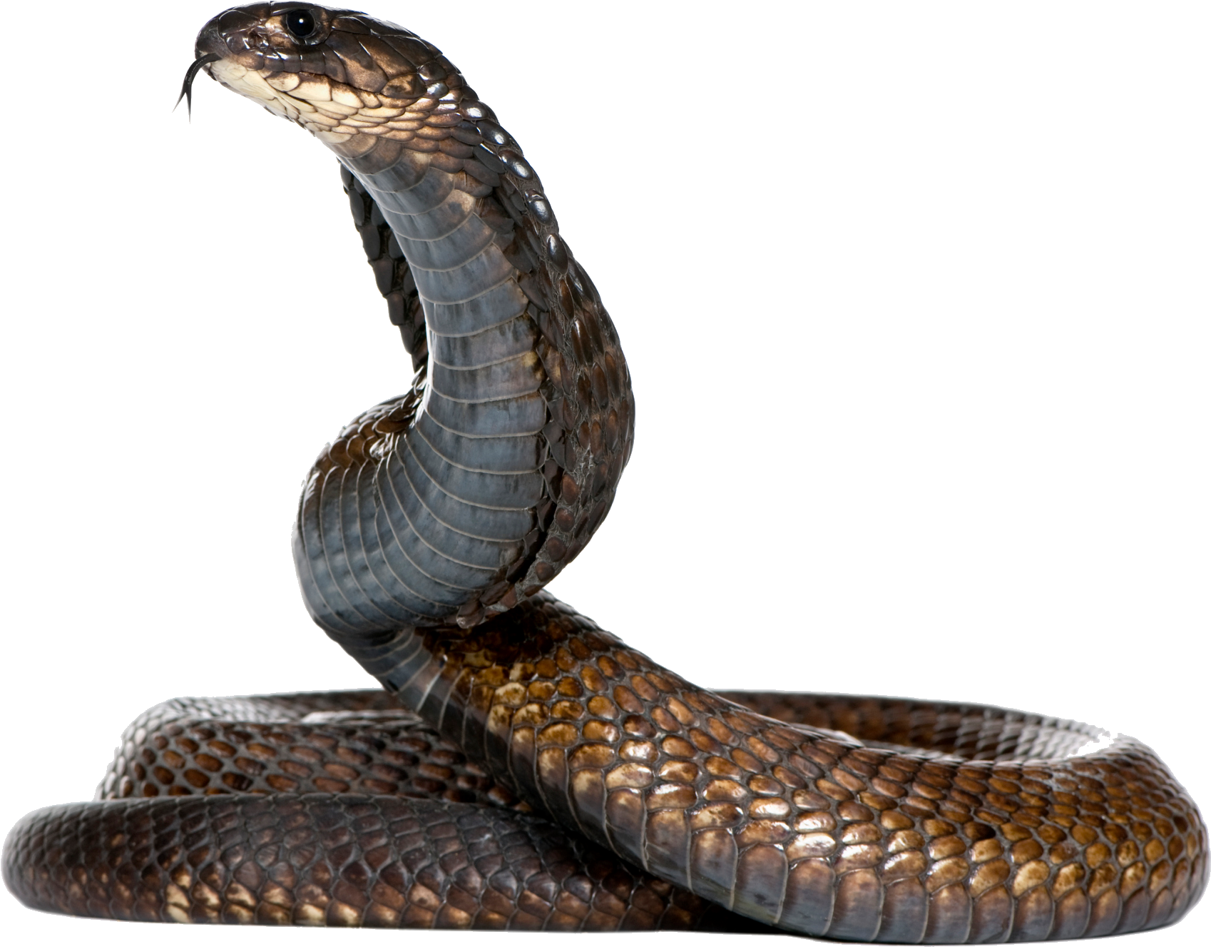 Dangerous Black Snake Png Image - Snake Png (2236x1564), Png Download