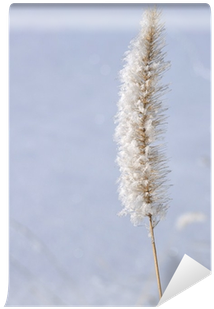Phragmites (400x400), Png Download
