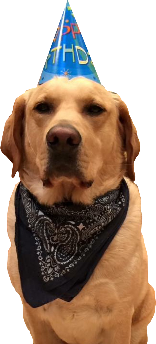 Mein Führer - Party Dog Png (640x1136), Png Download