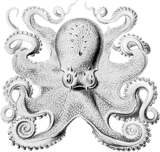 2012 - Other Minds Peter Godfrey Smith (577x562), Png Download