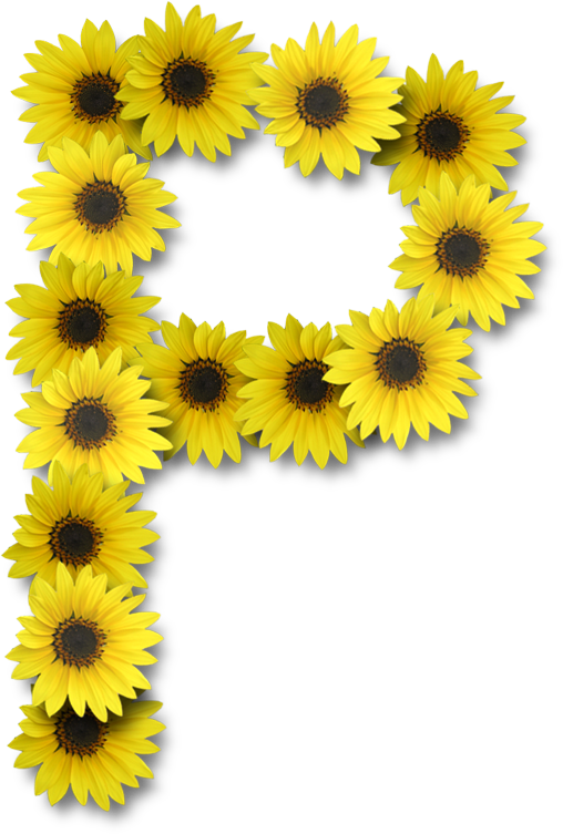 Alfabeto Sunflowers - Letter S With Sunflower (508x753), Png Download