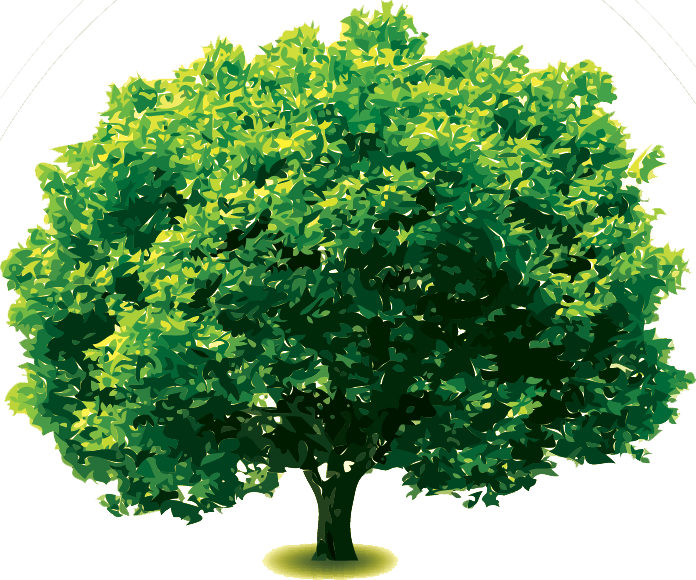 Silver Oak Tree - Arboles Con Fondo Transparente (696x580), Png Download