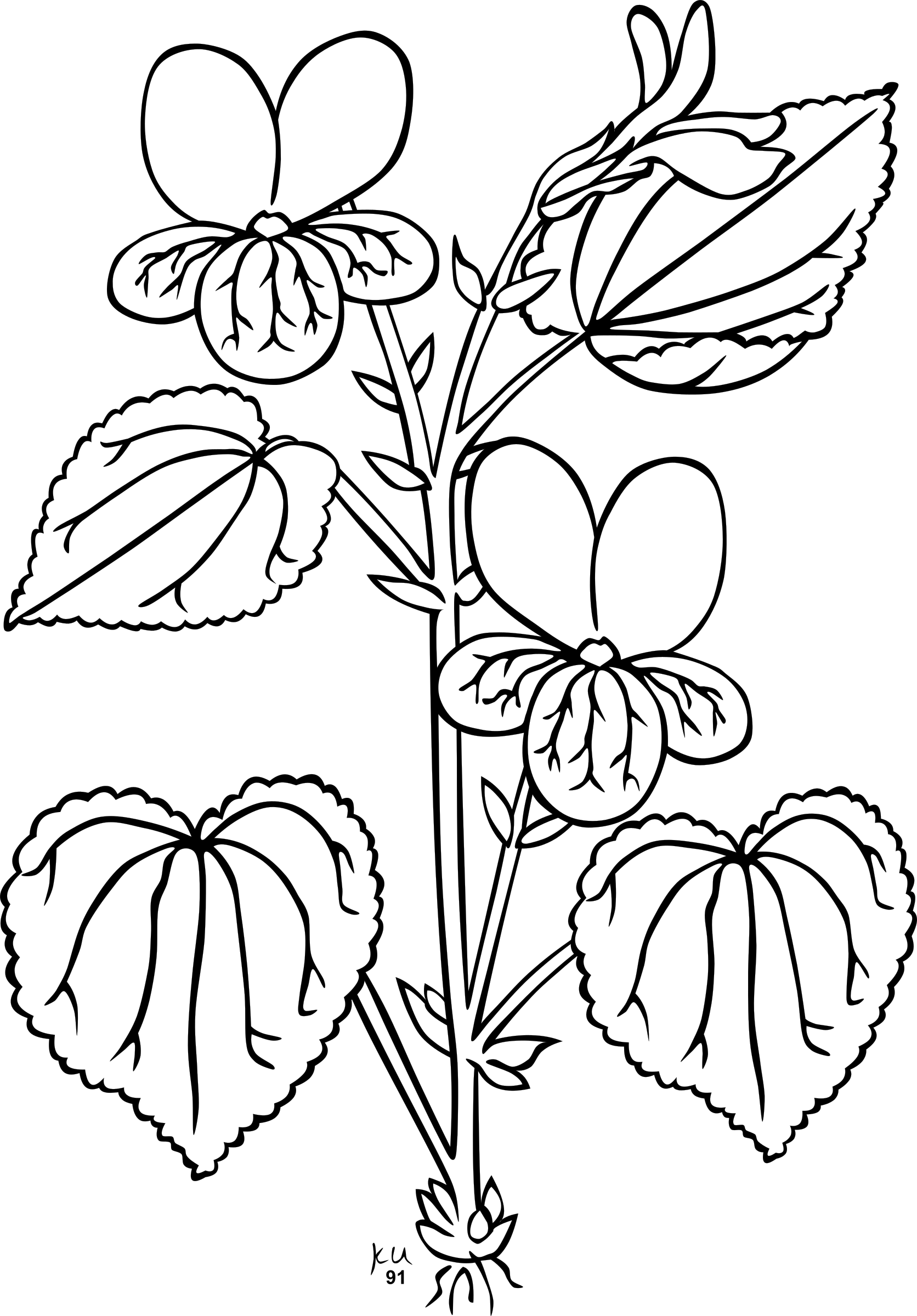 Sampaguita Drawing At Getdrawings - Bagian Bagian Tumbuhan Hitam Putih (1672x2400), Png Download