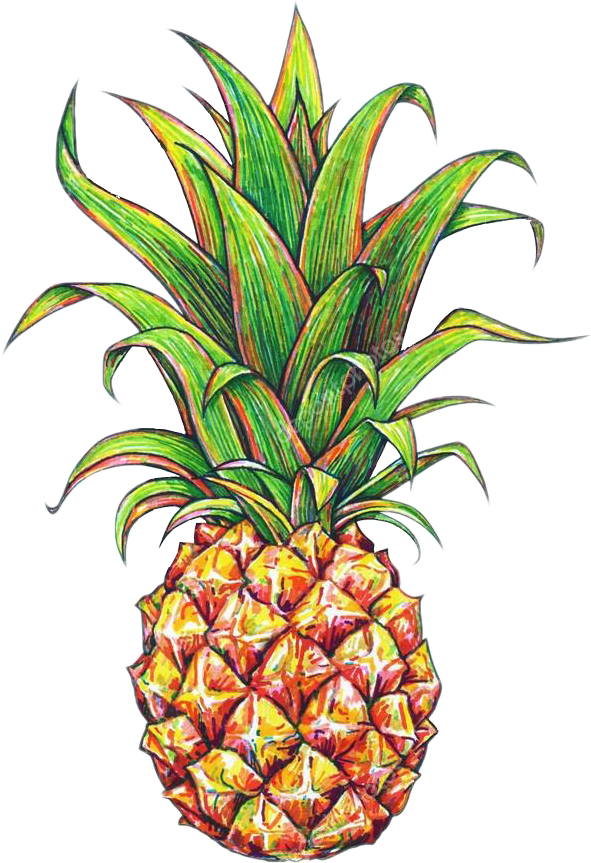 15 Pineapple Png Tumblr For Free Download On Mbtskoudsalg - Pineapple Drawing (591x863), Png Download