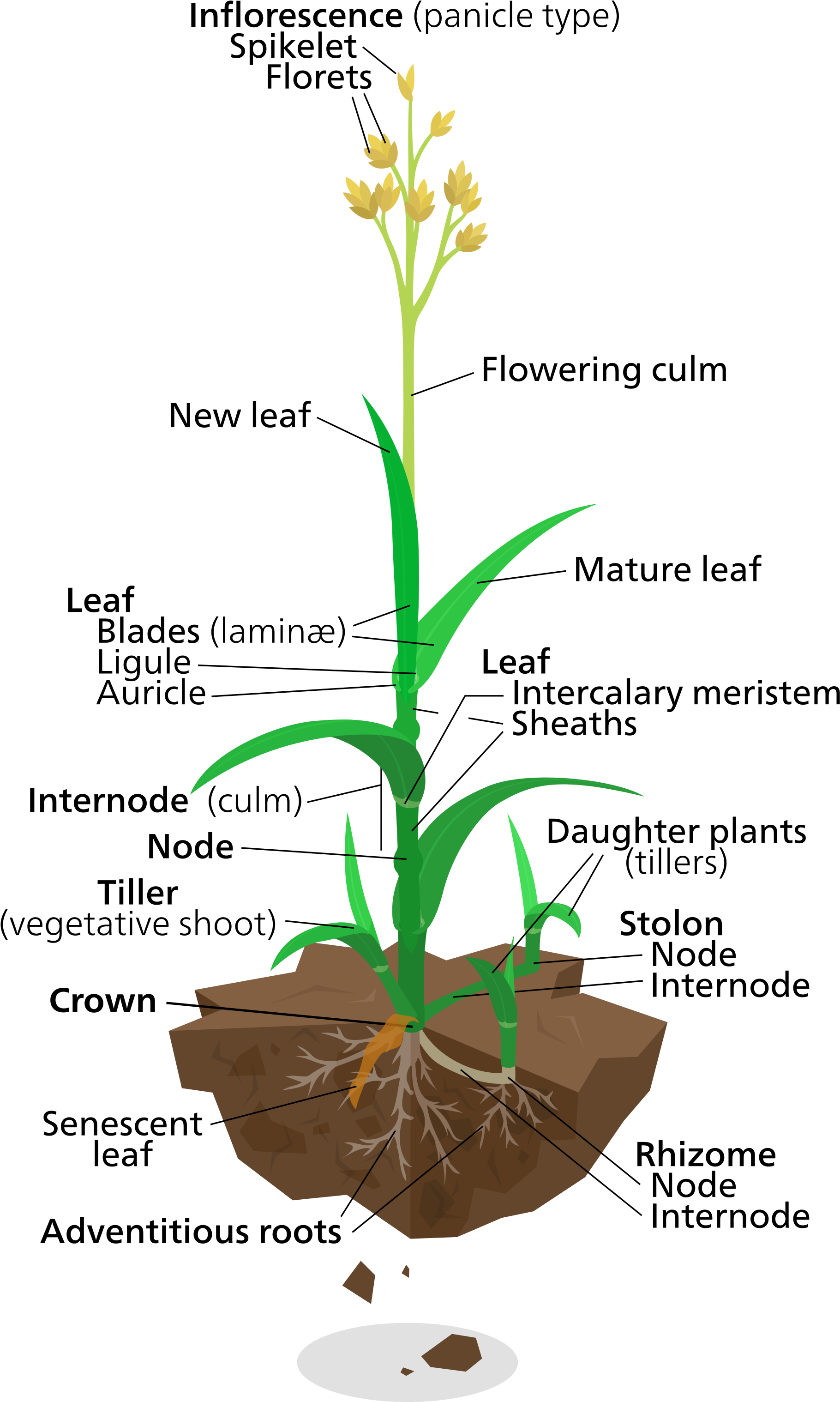 Diagram Of A Typical Lawn Grass Plant - Labelled Diagram Of Elephant Grass (2000x3167), Png Download