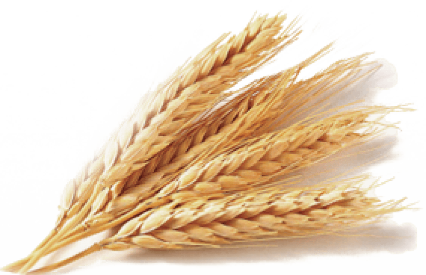Free Png Wheat Png Images Transparent - Portable Network Graphics (850x549), Png Download