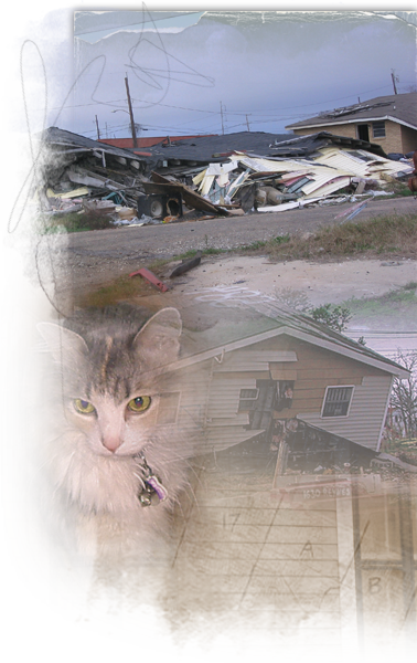 Cats Who Survived Katrina Live In The Streets, On Their - Domestic Short-haired Cat (378x600), Png Download