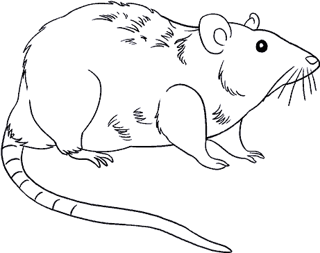 How To Draw A Rat - Drawing (678x600), Png Download