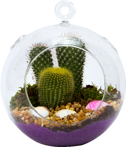 6" Glass Globe Succulent Plant Terrarium - Succulent Plant (500x500), Png Download