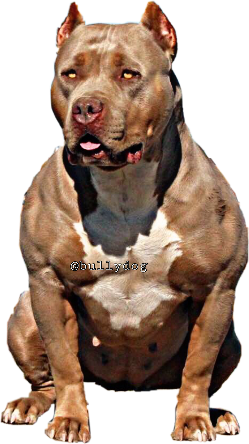 Bullydog Americanbully Pitbulllovefreetoe Report Abuse - American Bully (1024x1820), Png Download