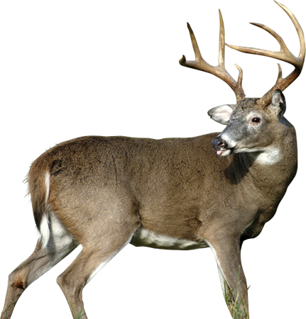 Wa-18 - Whitetail'r Arrowmat 34-inch Archery Target, Multi (431x450), Png Download