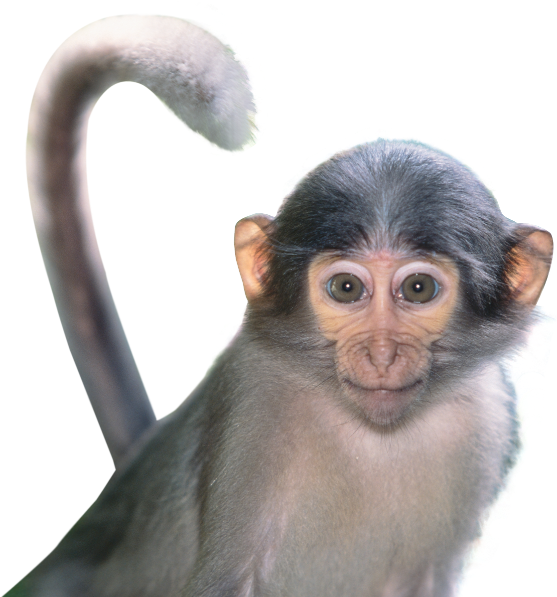 1245 X 1229 - Png Transparent Background Animal Transparent (1245x1229), Png Download